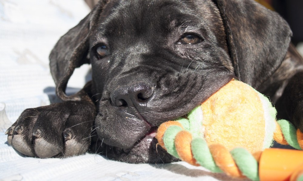 cane-corso-puppy