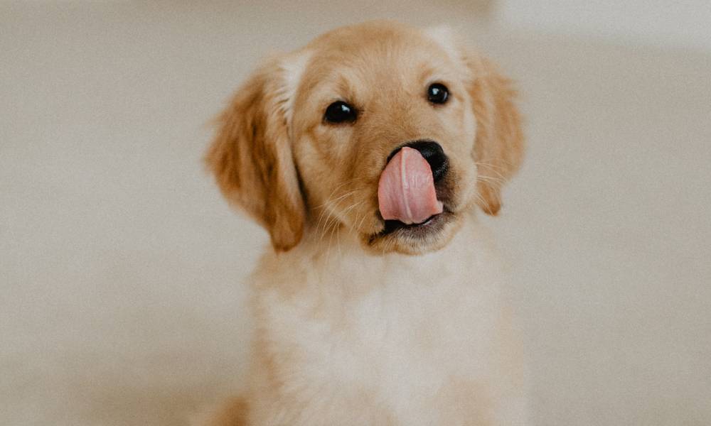 golden-retriever-puppy