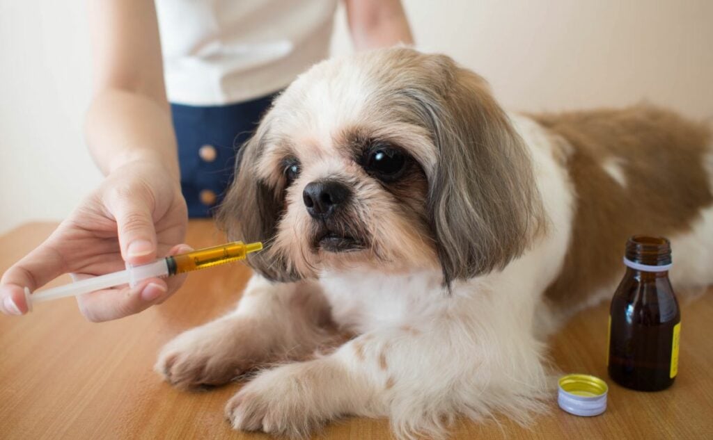 Dog being given oral syrup medication by human.