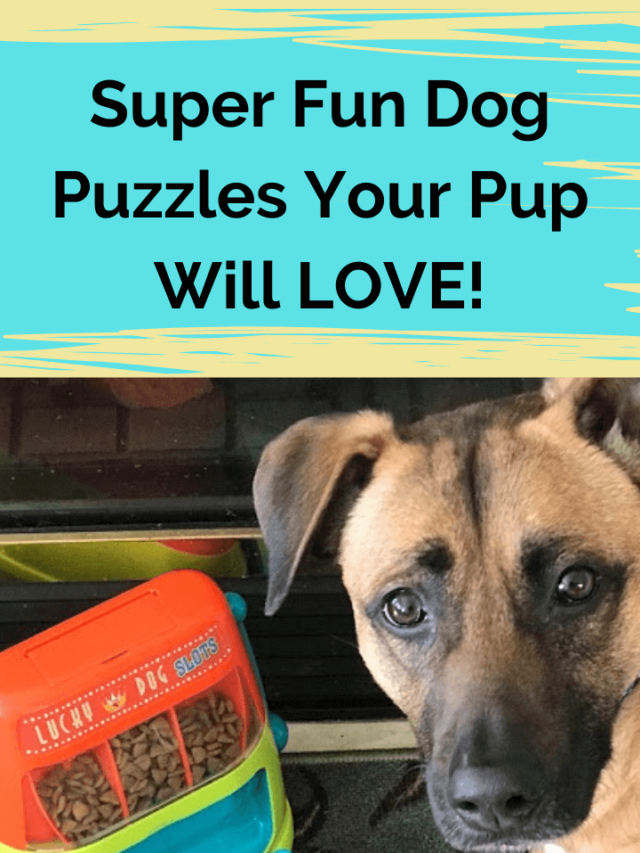 Super Fun Dog Puzzles They’ll LOVE!