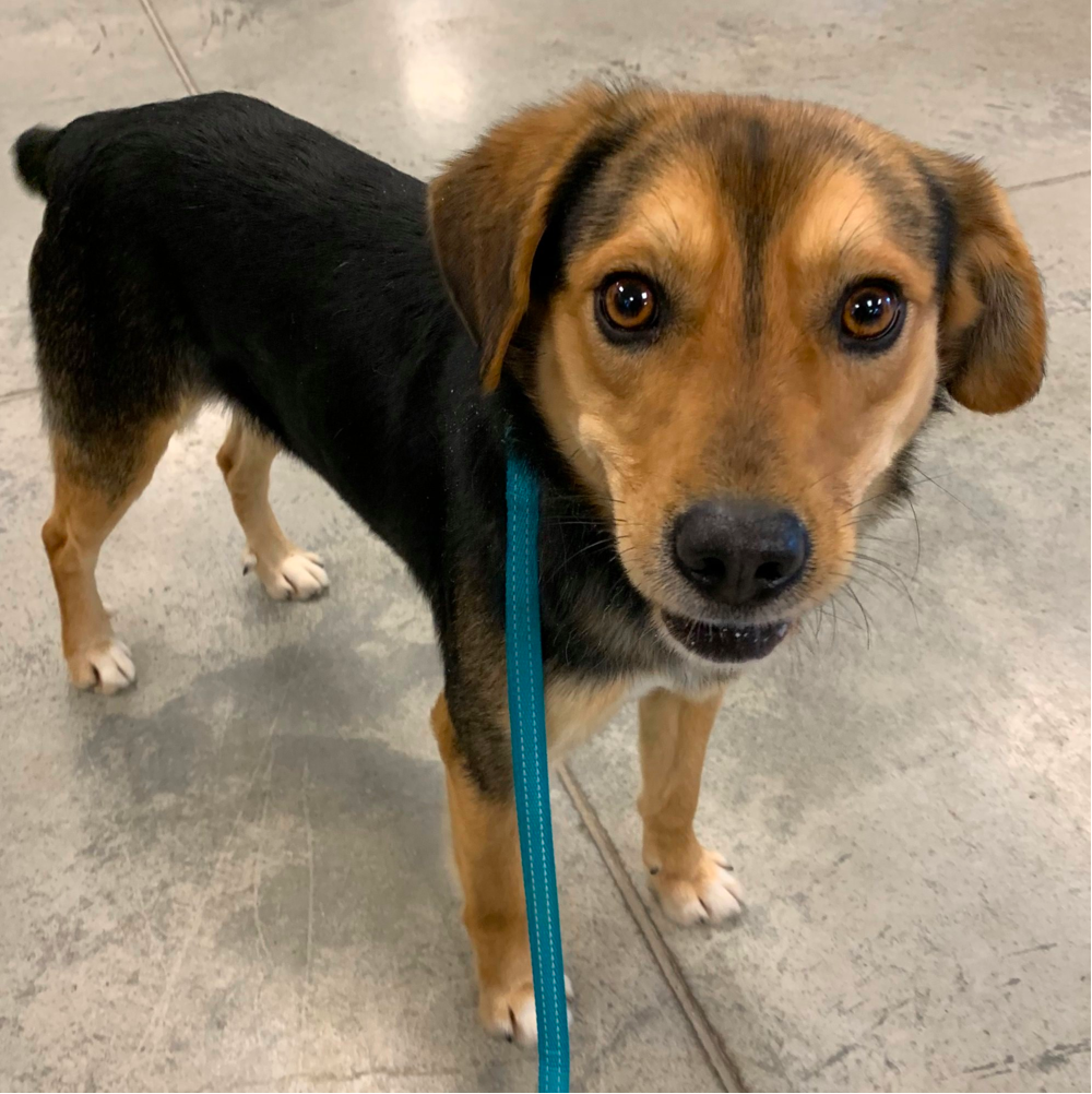 golden retriever mixed with beagle 