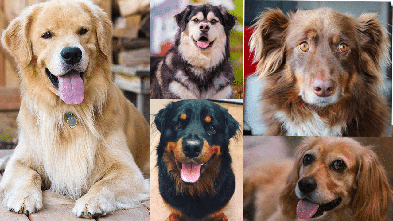 Golden Retriever Mixes