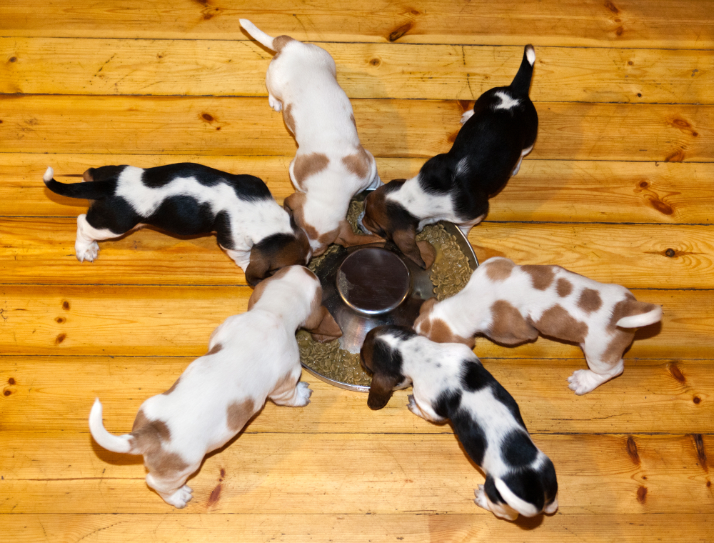 Best Dog Food For Basset Hound