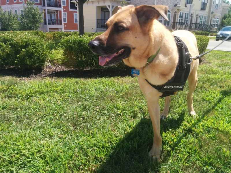 Lucas, a three-legged yellow shepherd with a black mask, stands in the grass outside a row of apartments. He's wearing a black harness with a black leash. This photo marked his one block walk 08.12.15