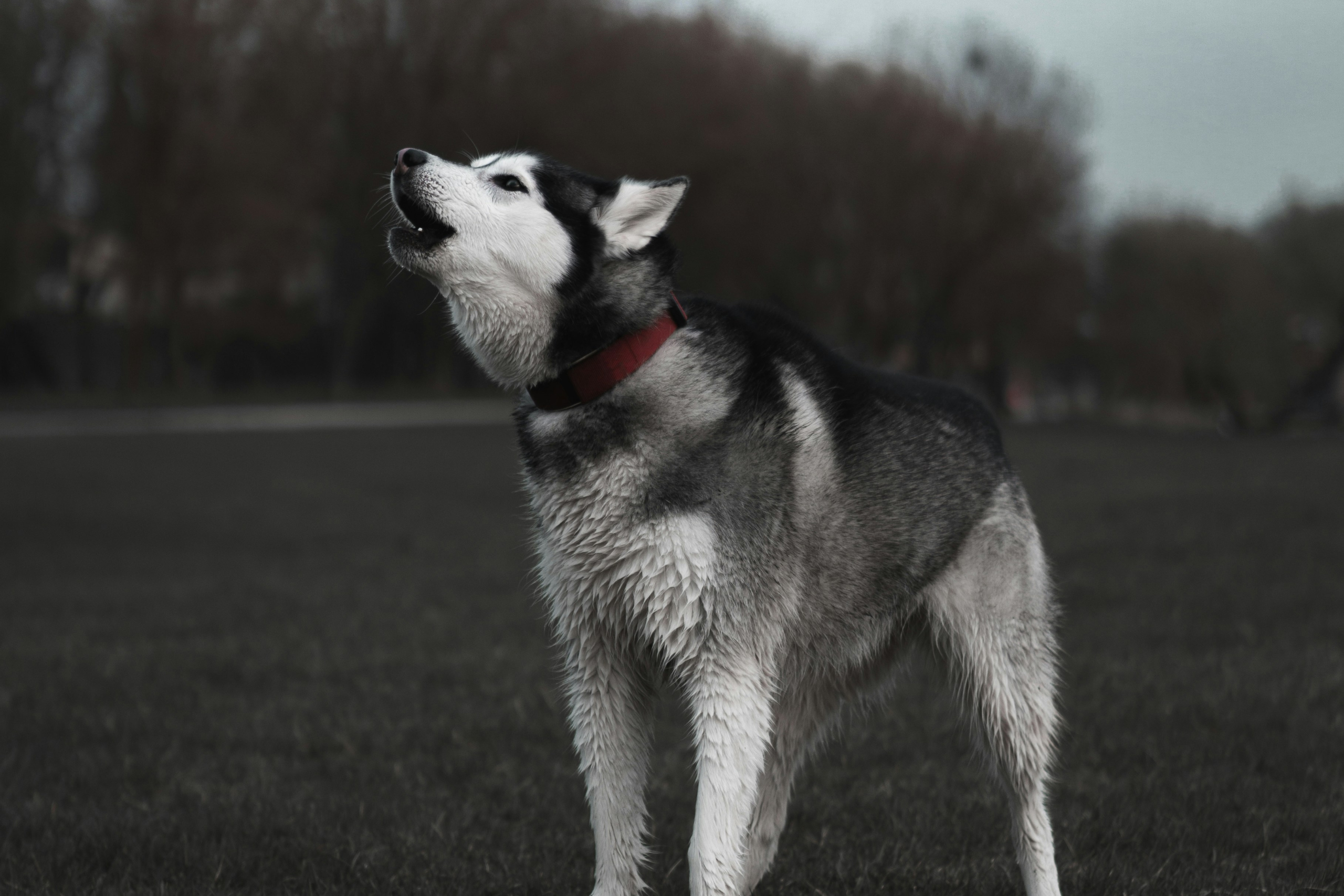 Dog, husky breed, howling outside