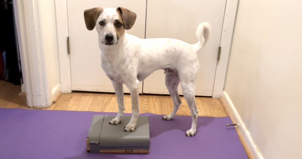 A white dog with brown on his ears and face stands on a purple yoga mat with his front paws up on a small gray platform. He is looking at the camera.